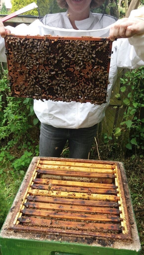 praktische Arbeitsübungen für angehende Imker an den Bienen bei den Völkern im Bienenkurs in Hannover
