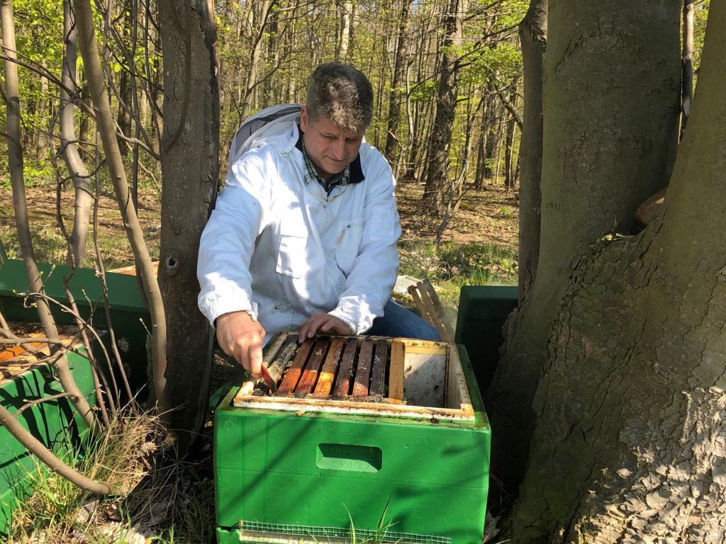 Honigbienen Ablegerbildung im Wald bei Hannover für Imkerkurs mit Fachpraxis im Clemi durch Hartmut Münch