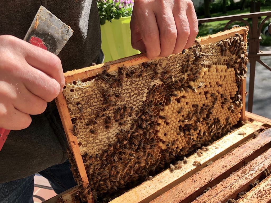 praktische Arbeitsübungen für angehende Imker an den Bienen bei den Völkern im Bienenkurs in Hannover